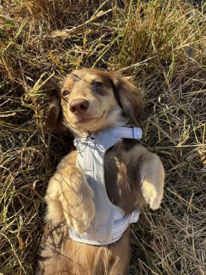 Photo of Remy