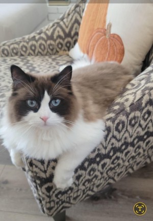 Photo of Chanel