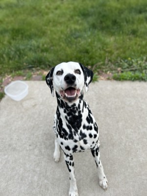 Photo of Pongo