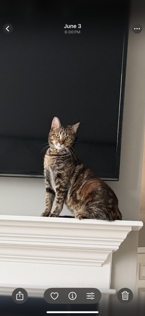 Photo of Lemon & Prince Charming