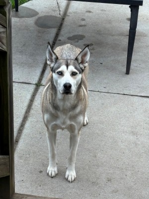 Photo of Shelby