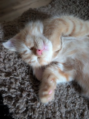 Photo of Grilled Cheese, Tonkinese Mix Kitten