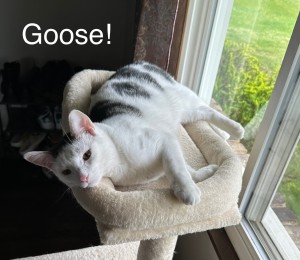 Photo of Goose
