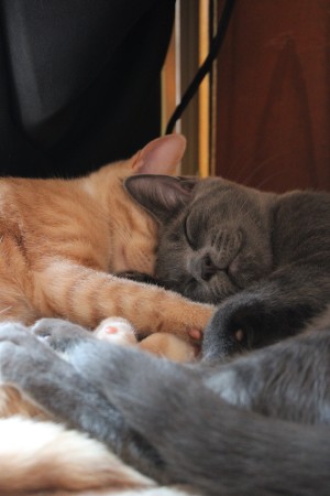 Photo of Poppy & Bean