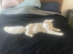 Photo of Gus