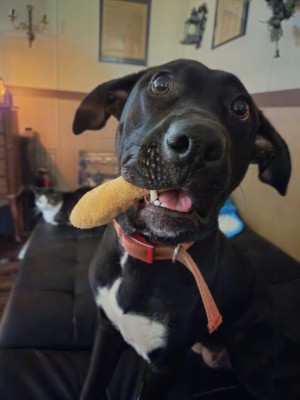 Photo of Boop