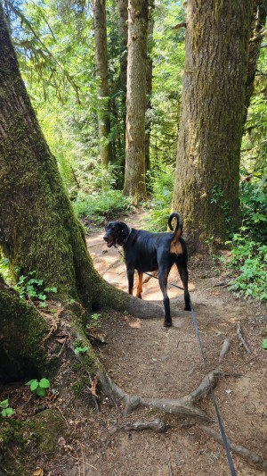 Photo of Onyx Opal