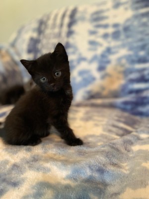 Photo of Midnight