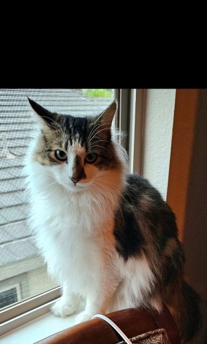 Photo of Rockford Bartholomew Livingston 3rd