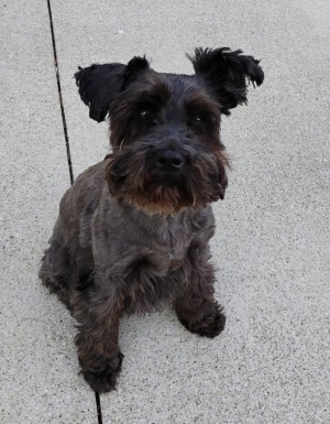 Photo of Pixie Dancer