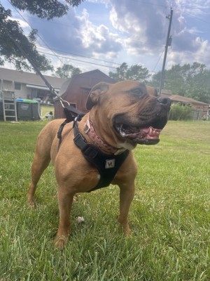 Photo of Lulu