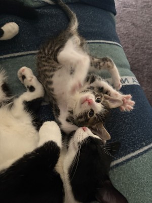 Photo of Clover, Wendy, Rose, Shadow, Winnie, Tiger