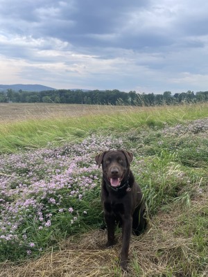 Photo of Ryder