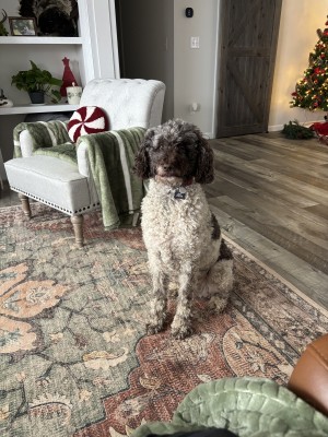 Photo of Fisher (Fish)