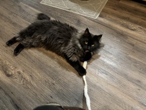 Photo of Bagheera