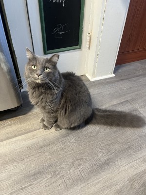 Photo of Shadow
