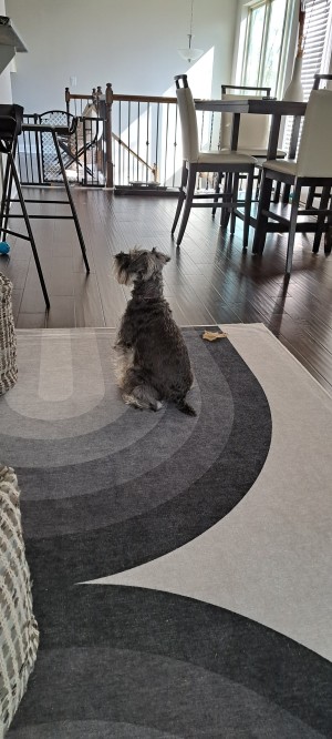 Photo of Daisy Lavender