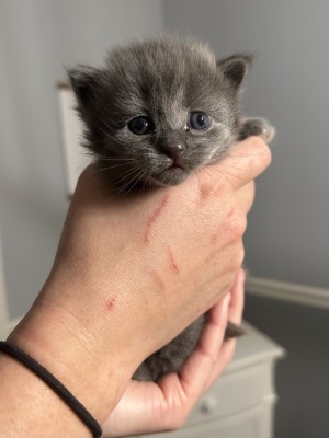 Photo of Willow