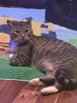 Photo of Mommy Kitty