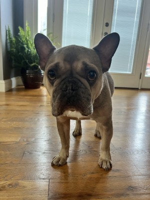 Photo of Bleu