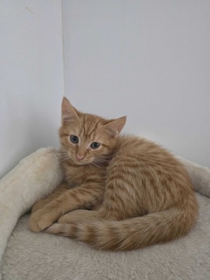 Photo of Honey Badger