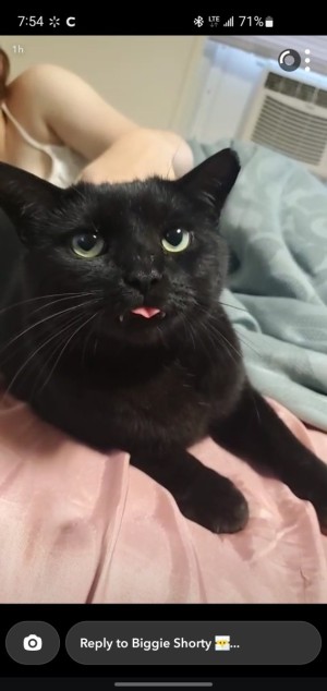 Photo of Snowflake 'Snow'