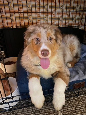 Photo of Moose Tracks