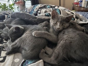 Photo of Grey Kittens
