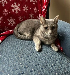 Photo of Hercules Mulligan