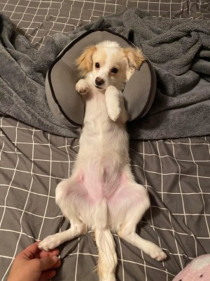 Photo of Marshmallow