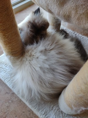 Photo of Gypsy And Lexie Sisters