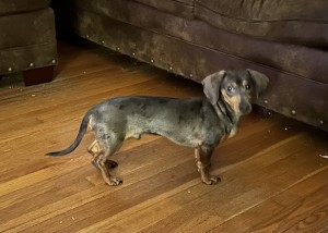 Photo of Frank Furter