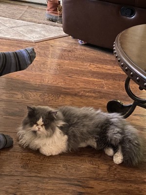 Photo of Maxwell (Max)