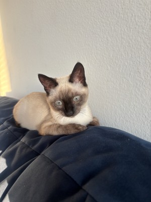 Photo of Azul (ZuZu)