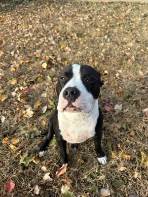 Photo of Kapone ( Pony )