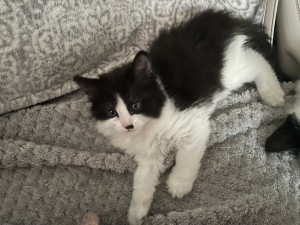 Photo of Female Kitten