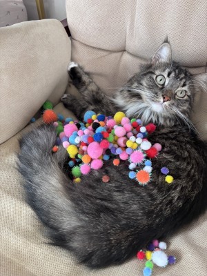 Photo of Oliver