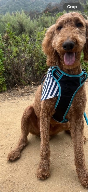 Photo of Whiskey Pete