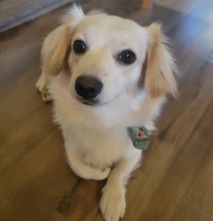 Photo of Sweetpea 🫛