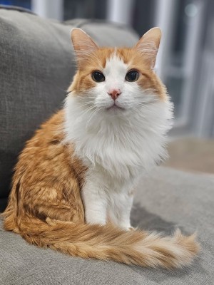 Photo of Caramel