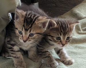 Photo of Sailor & Rumor