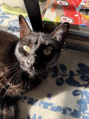 Photo of Salem