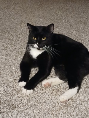 Photo of Tuxedo