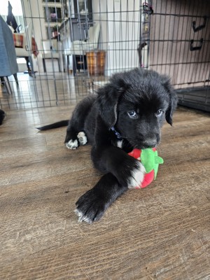 Photo of Coltrievers