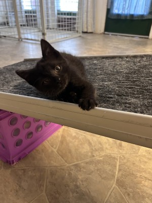 Photo of Extra Toppings