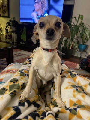 Photo of Dr. Armstrong