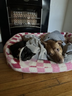 Photo of Angel And/or Voodoo