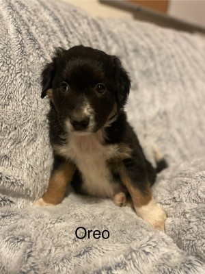 Photo of Oreo