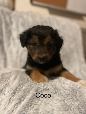 Photo of Coco