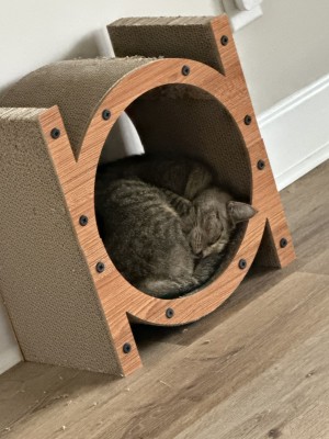 Photo of Ace